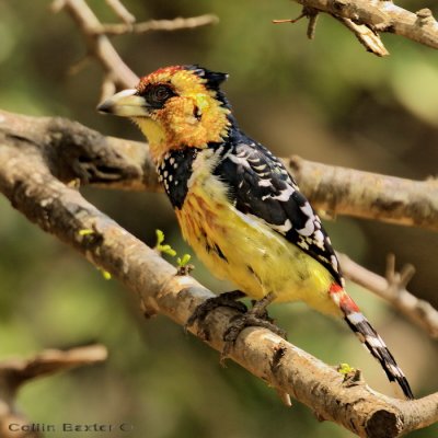 Crested Barbet