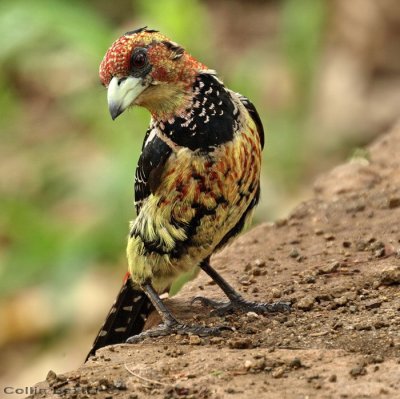 Crested Barbet