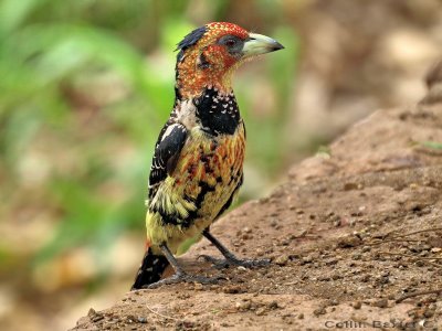 Crested Barbet