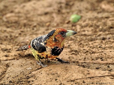 Crested Barbet