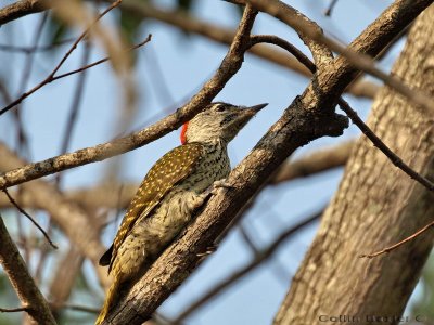 Golden Tailed Woodpecker