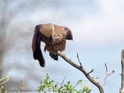 Purple Brested Roller