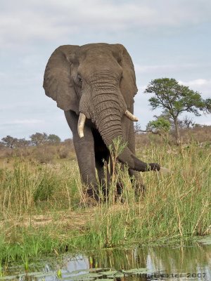 600elephant 3a PA096662.jpg