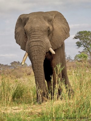800elephant 4 PA096665.jpg
