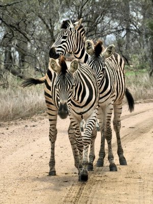 600zebra1a PA081285.jpg