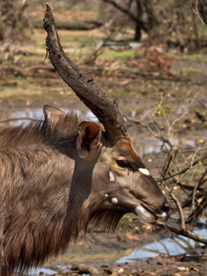 600njala2a PA126773.jpg