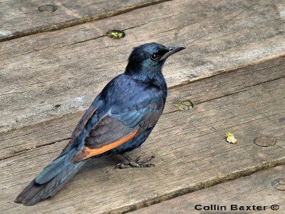 Redwing Starling