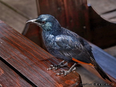 Redwing Starling