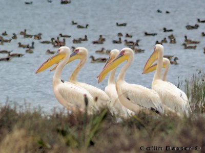 Great White Pelicans