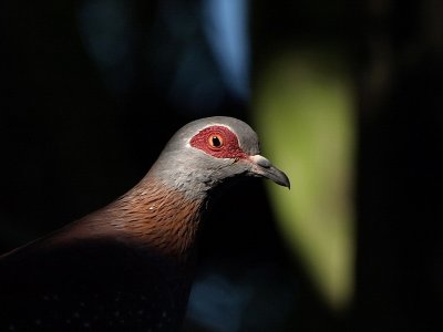 800spheadP3222846.jpg