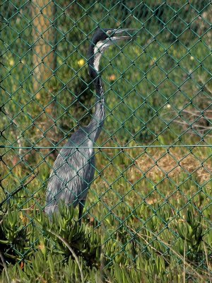 600bheron1P3313496.jpg