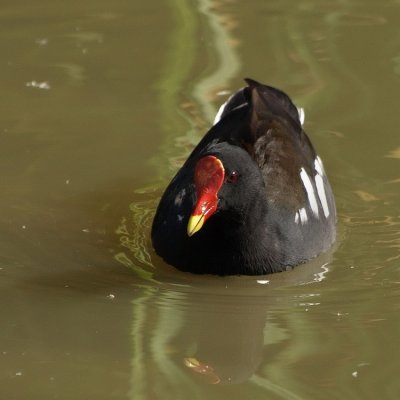 750moorhen1aP4195579.jpg