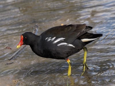 800moorhen5P4195596.jpg