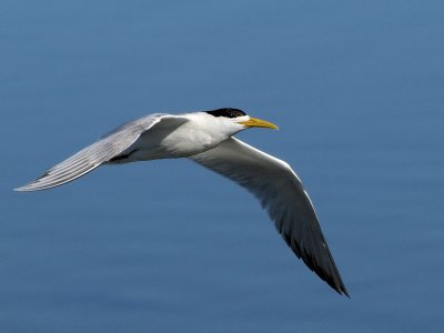 800tern13bP4245849.jpg