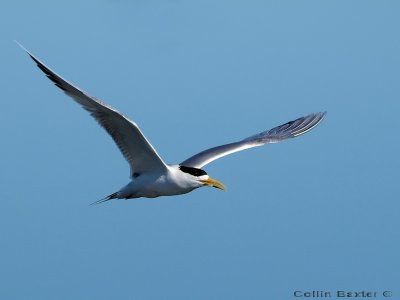 800tern2aP4245794.jpg