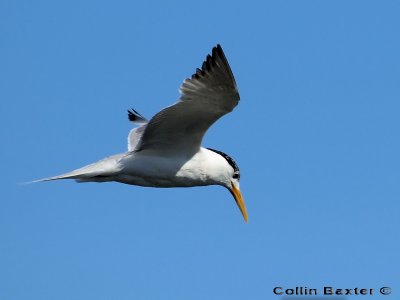 800tern6aP4245803.jpg