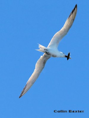 600tern47aP4296902.jpg