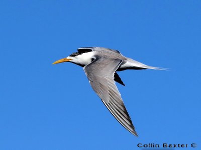 800tern10bP4296924.jpg