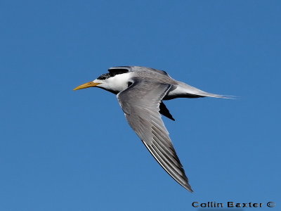 800tern10saP4296924.jpg