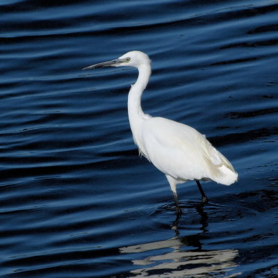 750egret109P4297135.jpg