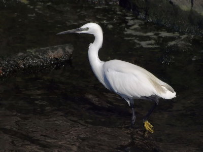 800egret101P4297113.jpg