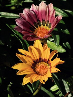 600daisy10P4286821.jpg