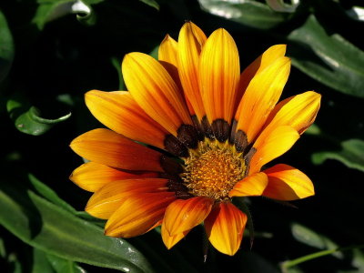 800Daisy2aP4286824.jpg