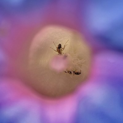 750ants5P5027599.jpg
