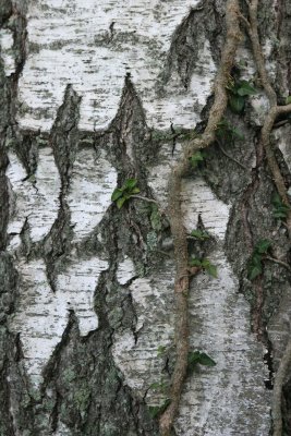 Southeastern CT birch tree15