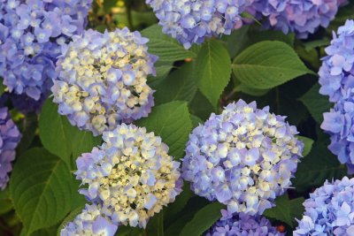 Southeastern CT Hydrangea 50