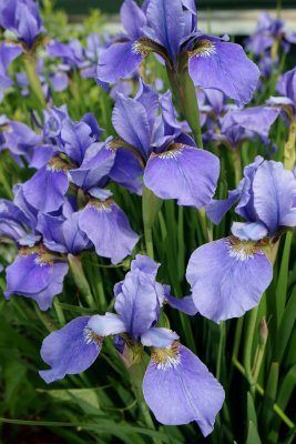 Southeastern CT irises 66