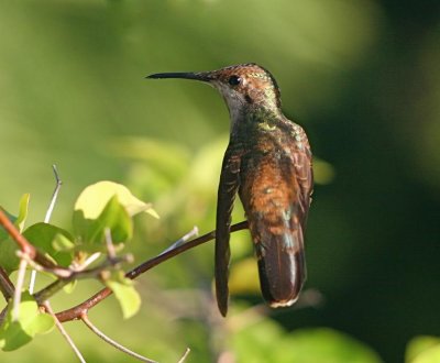 Female Ruby-topaz Hummingbird (Chrysolampis mosquitus)