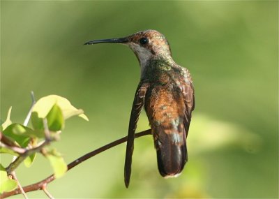 Female Ruby-topaz Hummingbird (Chrysolampis mosquitus)