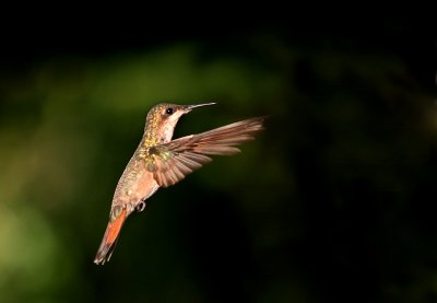 Female Ruby-topaz Hummingbird (Chrysolampis mosquitus)