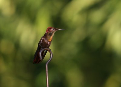 Male Ruby-topaz Hummingbird (Chrysolampis mosquitus)