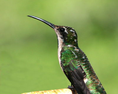 Female Black-throated Mango (Anthracothorax nigricollis)