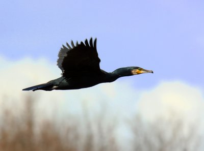 The Great Cormorant (Phalacrocorax carbo)