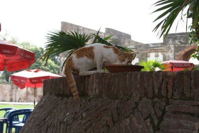 Street cat in Lahore, Pakistan