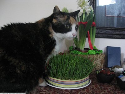 sitting pretty at  Haftsin  , Iranian new year ceremonial table