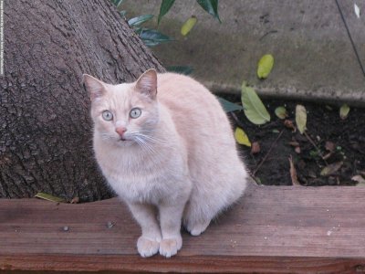 Street cat in San Mateo, California