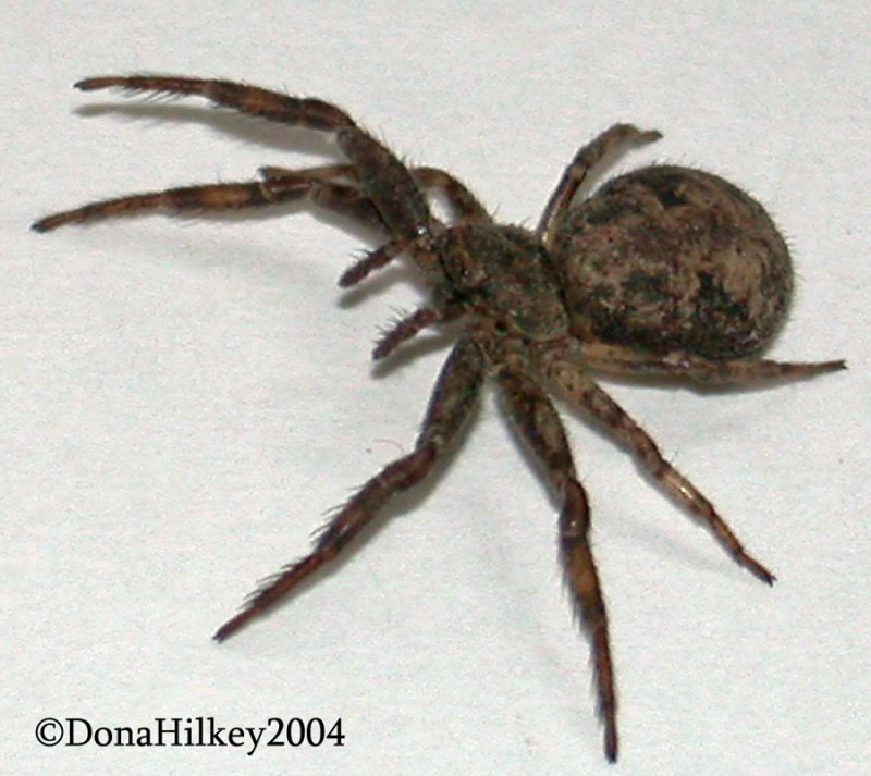 Bark CrabSpider, Bassaniana utahensis 