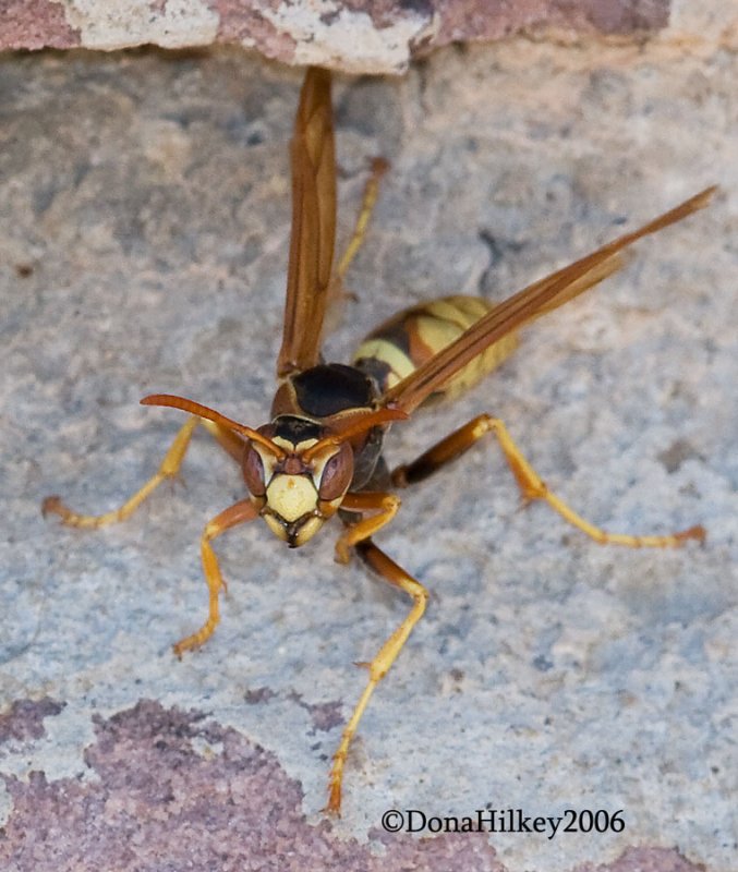 Paper Wasp,  female, Polistes aurifer