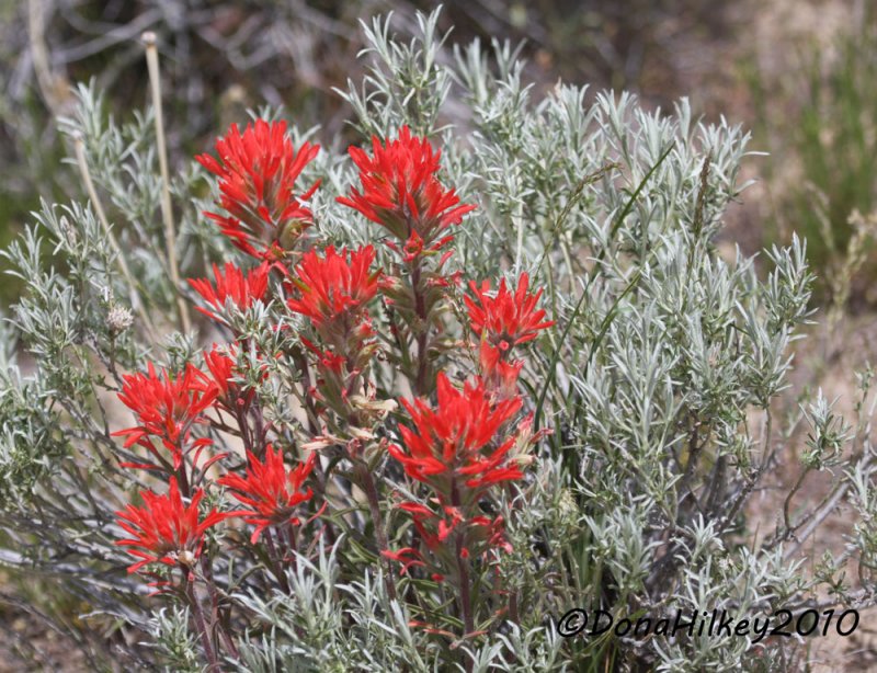 Paintbrush-and-Sagebrush-web.jpg