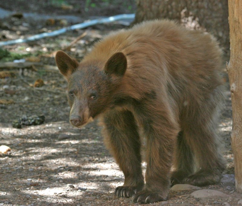 Cinnamon Bear Cub 3.jpg