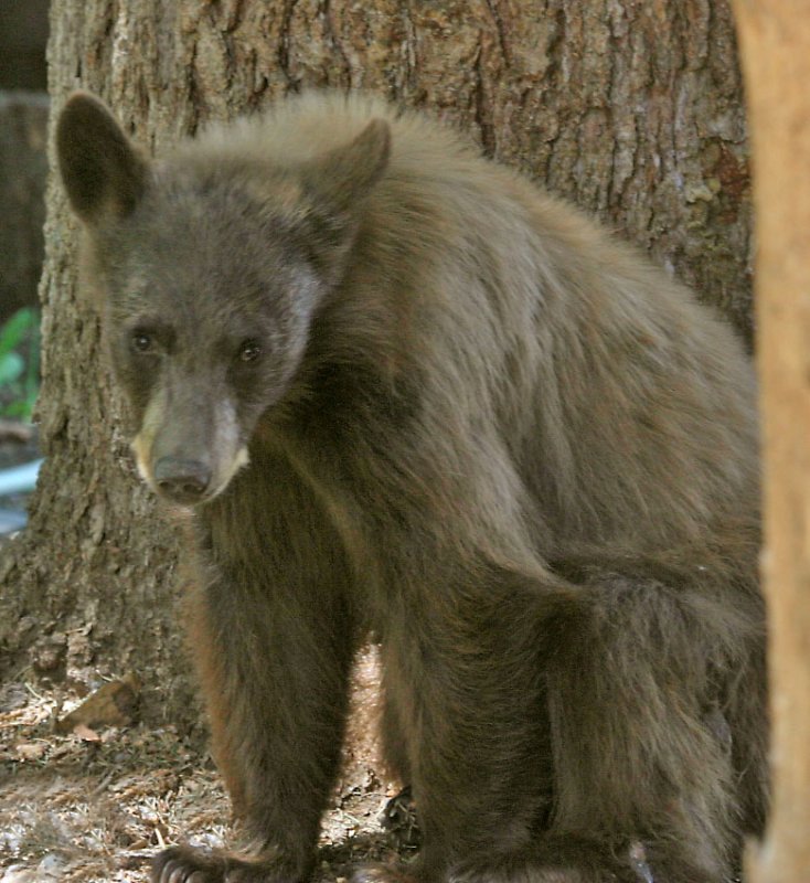 Cinnamon Bear Cub 4.jpg