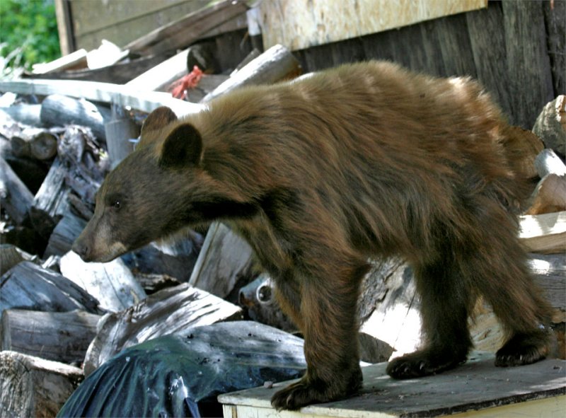 Cinnamon Bear Cub 6.jpg