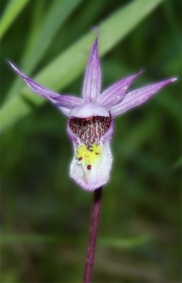 fairy slipper45x70mm copy.tif