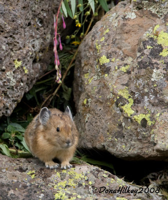 Pika4984-4Aug2008-Trappers.jpg