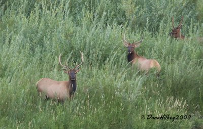 elk-bulls-in-willow-30AUG2008-Hwy-64.jpg