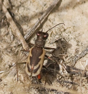 Variable Tiger Beetle